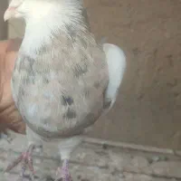 یک طوقی نر|پرنده|میاندوآب, |دیوار