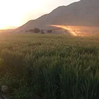 فروش کاه گندم