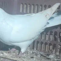 کبوتر دم سیاه