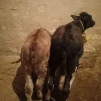 چهار عدد گوساله جنس درجه یک