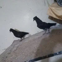 کبوتر دمسفید