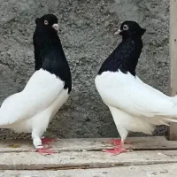 کفتر
