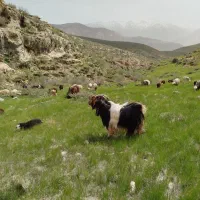 دوبر