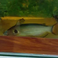 ماهی اکواریومی|ماهی|زابل, |دیوار