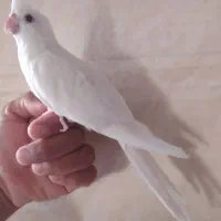 عروس هلندی|پرنده|بیرجند, |دیوار