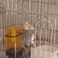 عروس هلندی سینامون