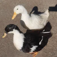 ۲ اردک سالم سرحال