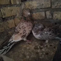 دو عدد سرور در قلعه تل