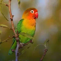 طوطی برزیلی گم شده
