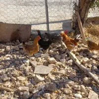 مرغ|حیوانات مزرعه|مشهد, کوی پلیس|دیوار