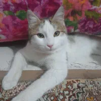 گربه ‌dsh|گربه|رودهن, |دیوار