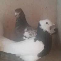 کبوتر پرشی|پرنده|یزد, |دیوار