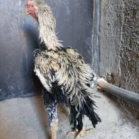 خروس لاری|حیوانات مزرعه|تنکمان, |دیوار