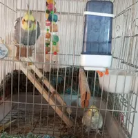 پرنده مینا و عروس علندی
