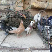 کبوتر