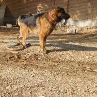 حیوان سگ|سگ|تهران, شهرآرا|دیوار