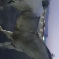 اسب نریان|اسب و تجهیزات اسب‌سواری|بیرجند, |دیوار