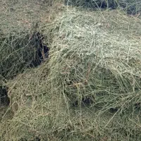 بیده درجه یک