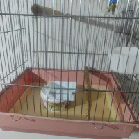 قفس عروس هلندی