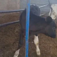 دنبال یک خانواده میگردم  دردام داری