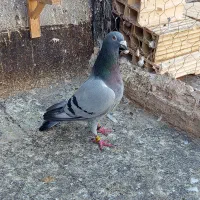 سبز خطی نر قلدر