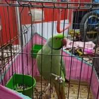 طوطی ملنگو فروشی