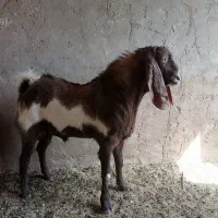 چپیش|حیوانات مزرعه|حمیدیا, |دیوار