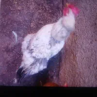 مرغ ۱ساله