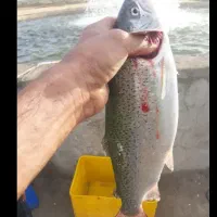 ماهی قزل الا