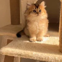 دنیای گربه های اصیل (پرشین بریتیش اسکاتیش رگدال)