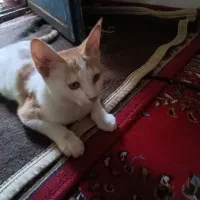 گر به
