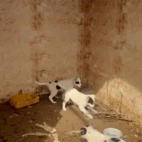 توله نردرجه یک هردونر