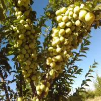 نهال و نهالستان ودرخت تعاونی گوارشگ زیرقیمت بازار