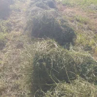 یونجه خالص