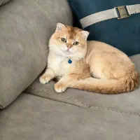 بریتیش گلد کد۱۲ صورت خرسی