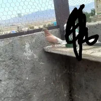 کفتر|پرنده|تهران, حسن‌آباد|دیوار