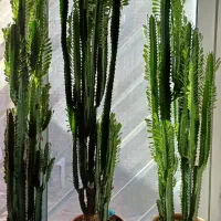 سه عدد گل افوربیا ۴ ساله