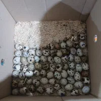 تخم بلدرچین نطفه دارضمانتی 5هزار بلدرچین بالغ75