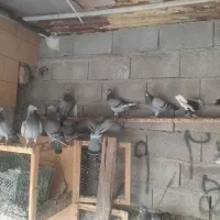 حدود ۲۵ دونه پلاکی|پرنده|دلوار, |دیوار
