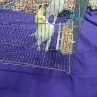 عروس هلندی لوتینو