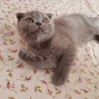 بچه گربه اسکاتیش فولد