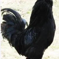 مرغ خروس مرندی تازه به تخم اومدن