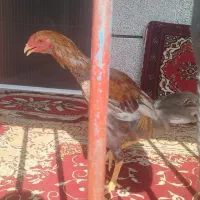 جوجه خروس لاری|حیوانات مزرعه|گلوگاه بابل (گلیا), |دیوار