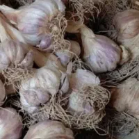 سیر شهداد