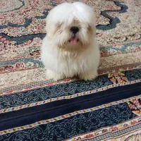 فروش توله سگ سفید