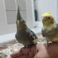 عروس هلندی‌ها