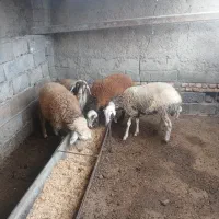 چهار راس بره ۲تا ماده ۲تا نر|حیوانات مزرعه|آق قلا, |دیوار