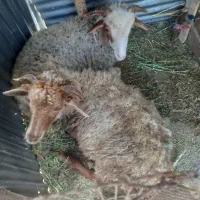 فروشی دوعدد گوسفند