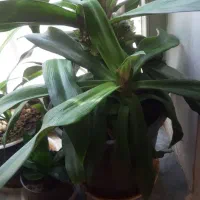 گلها والوراهای پرورش خانگی|گل و گیاه طبیعی|قم, شهرک مهدیه|دیوار