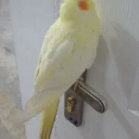 عروس هلندی دستی